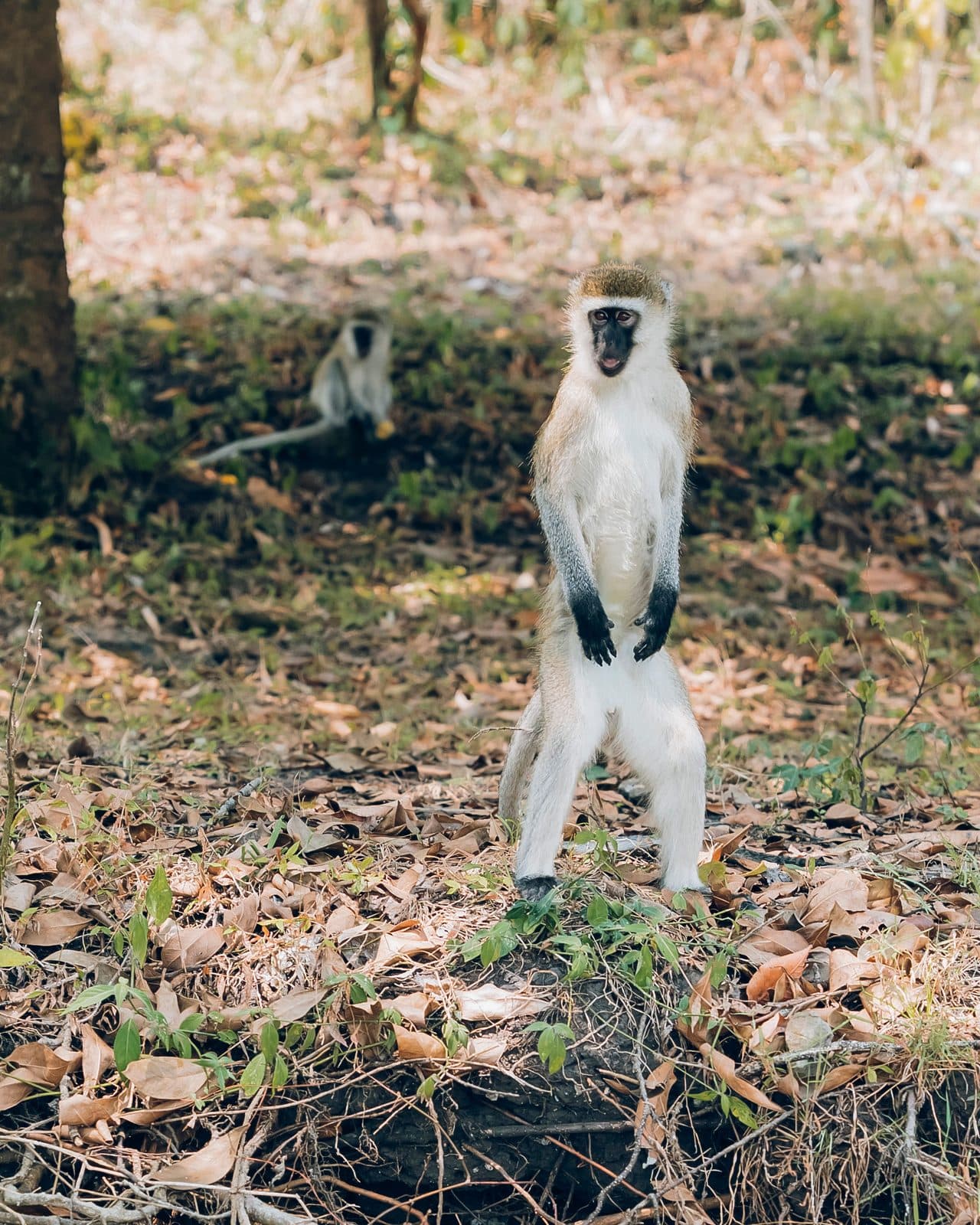 A vervet monkey resting in a tree above the lakeshore